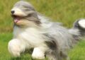 Kondicionieriai šuniui: Pasirinkimo Gairės Sveikam ir Šypsniui Kailiui