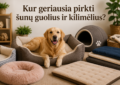 Kur geriausia pirkti šunų guolius ir kilimėlius?